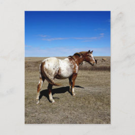 Appaloosa-Pferd auf Sommergewächsen Postkarte