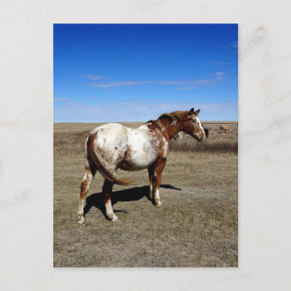 Appaloosa-Pferd auf Sommergewächsen Postkarte