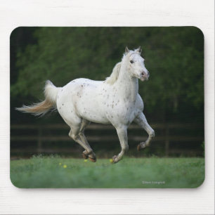 Appaloosa-Pferd, das 1 laufen lässt Mousepad