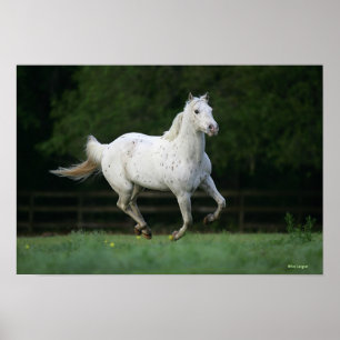 Appaloosa-Pferd, das 1 laufen lässt Poster