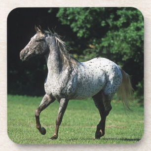 Appaloosa-Pferd, das 2 laufen lässt Getränkeuntersetzer