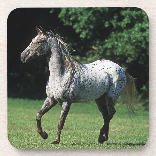 Appaloosa-Pferd, das 2 laufen lässt Getränkeuntersetzer (Vorderseite)