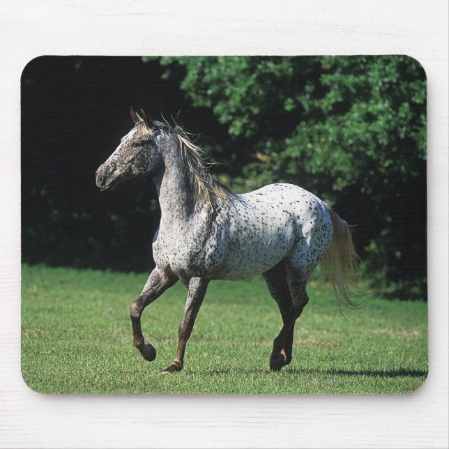 Appaloosa-Pferd, das 2 laufen lässt Mousepad (Vorne)
