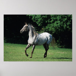 Appaloosa-Pferd, das 2 laufen lässt Poster