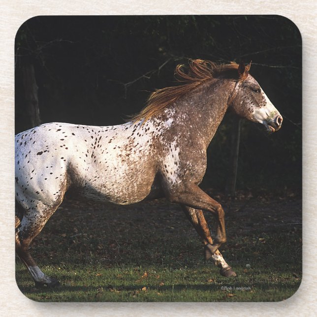 Appaloosa-Pferd, das 4 laufen lässt Getränkeuntersetzer (Vorderseite)