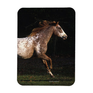 Appaloosa-Pferd, das 4 laufen lässt Magnet