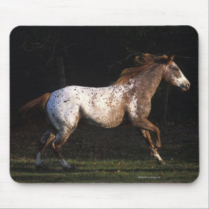 Appaloosa-Pferd, das 4 laufen lässt Mousepad