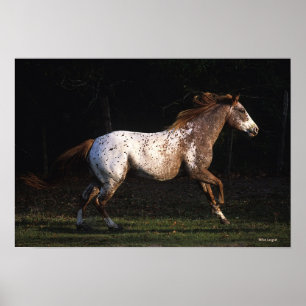 Appaloosa-Pferd, das 4 laufen lässt Poster