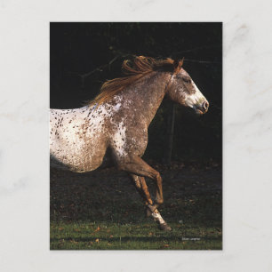 Appaloosa-Pferd, das 4 laufen lässt Postkarte