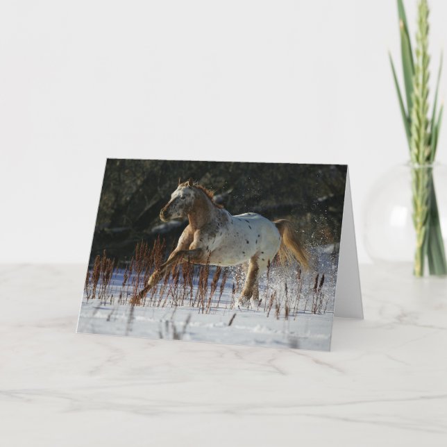 Appaloosa-Pferd, das in den Schnee läuft Karte (Vorderseite)