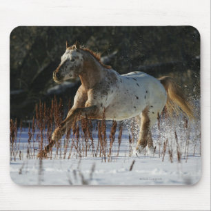 Appaloosa-Pferd, das in den Schnee läuft Mousepad