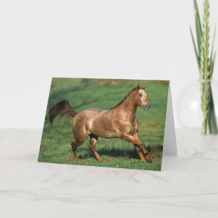 Appaloosa-Pferd, das in grasartiges Feld läuft Karte