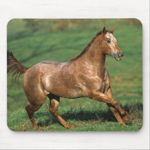 Appaloosa-Pferd, das in grasartiges Feld läuft Mousepad