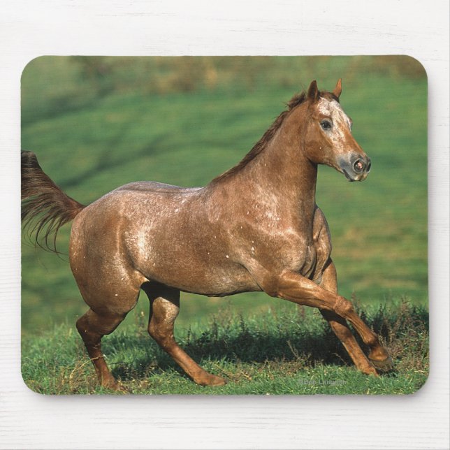 Appaloosa-Pferd, das in grasartiges Feld läuft Mousepad (Vorne)
