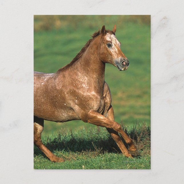 Appaloosa-Pferd, das in grasartiges Feld läuft Postkarte (Vorderseite)