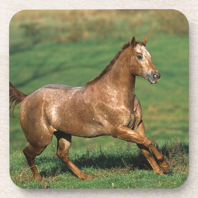 Appaloosa-Pferd, das in grasartiges Feld läuft Untersetzer (Vorderseite)
