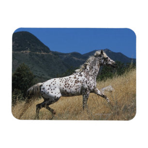 Appaloosa-Pferd, das oben Berg laufen lässt Magnet