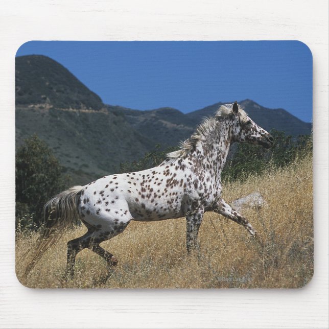 Appaloosa-Pferd, das oben Berg laufen lässt Mousepad (Vorne)