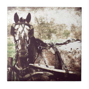 Appaloosa Pferd Fliese