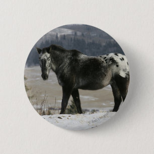 Appaloosa-Pferd im Schnee Button