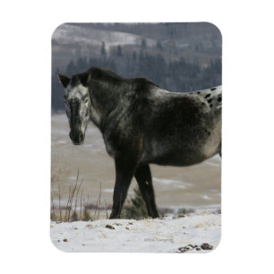 Appaloosa Pferd im Schnee Magnet