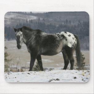 Appaloosa-Pferd im Schnee Mousepad
