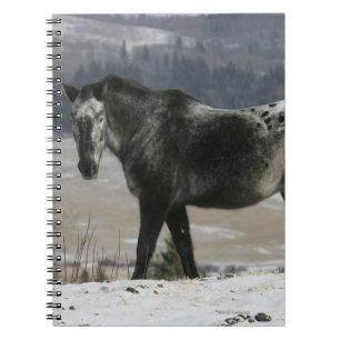 Appaloosa-Pferd im Schnee Notizblock