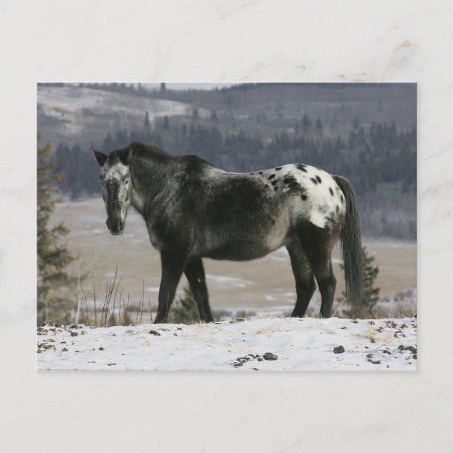 Appaloosa Pferd im Schnee Postkarte (Vorderseite)