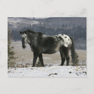 Appaloosa Pferd im Schnee Postkarte