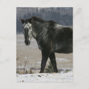Appaloosa Pferd im Schnee Postkarte