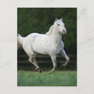 Appaloosa Pferd läuft 1 Postkarte