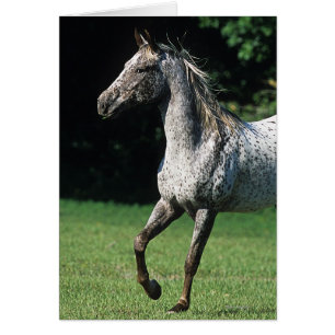 Appaloosa Pferd läuft 2
