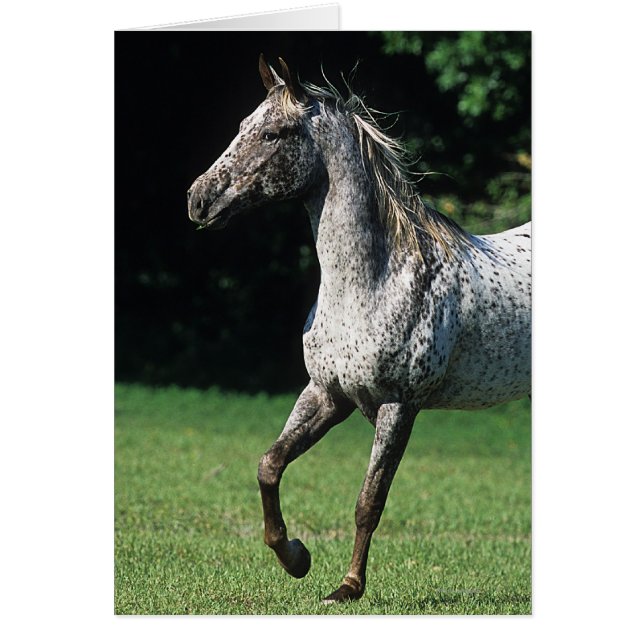 Appaloosa Pferd läuft 2 (Vorne)