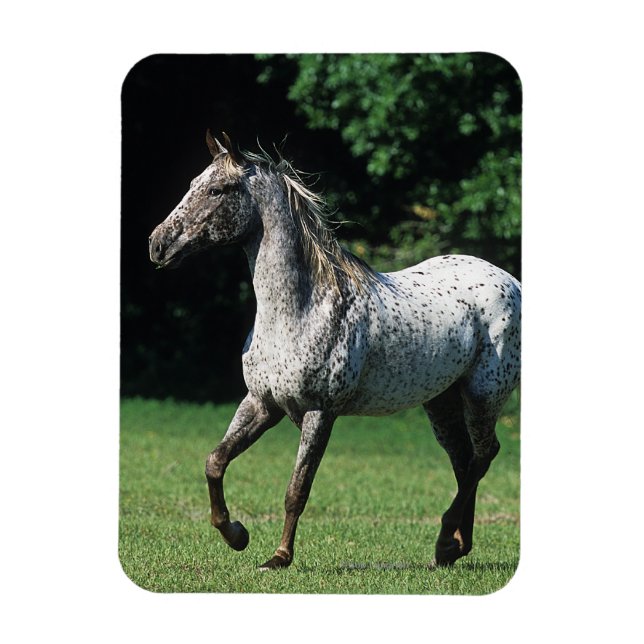 Appaloosa Pferd läuft 2 Magnet (Vertikal)