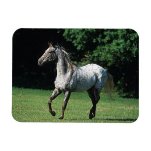Appaloosa Pferd läuft 2 Magnet