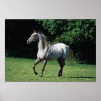 Appaloosa Pferd läuft 2