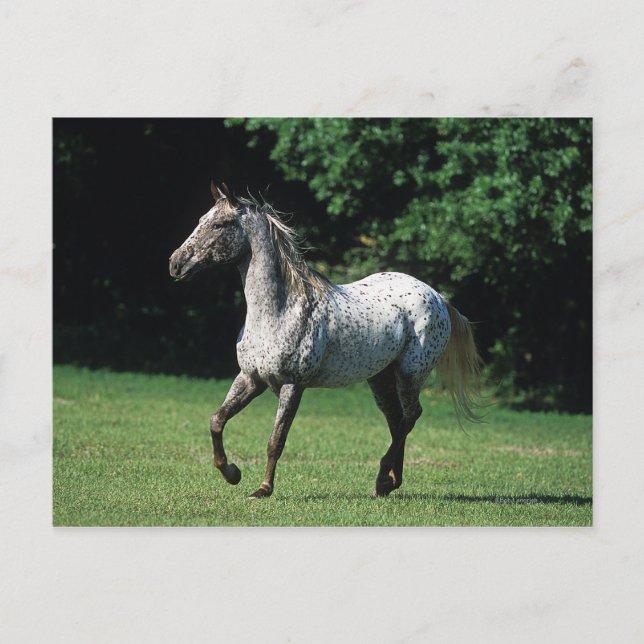Appaloosa Pferd läuft 2 Postkarte (Vorderseite)
