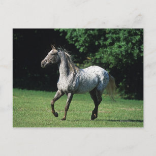 Appaloosa Pferd läuft 2 Postkarte
