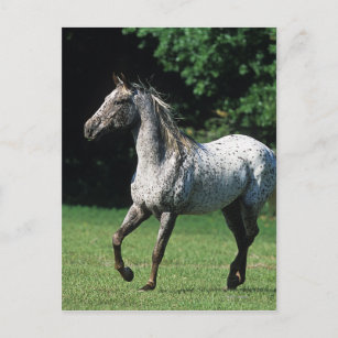 Appaloosa Pferd läuft 2 Postkarte