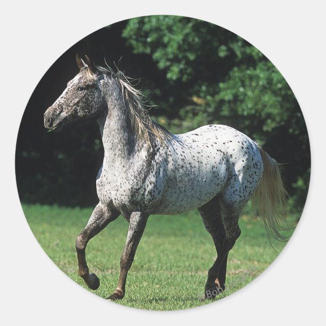Appaloosa Pferd läuft 2 Runder Aufkleber (Vorderseite)