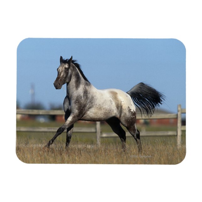 Appaloosa Pferd läuft 3 Magnet (Horizontal)