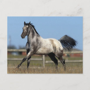 Appaloosa Pferd läuft 3 Postkarte