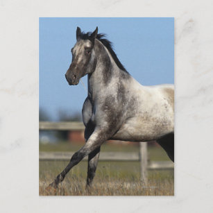 Appaloosa Pferd läuft 3 Postkarte
