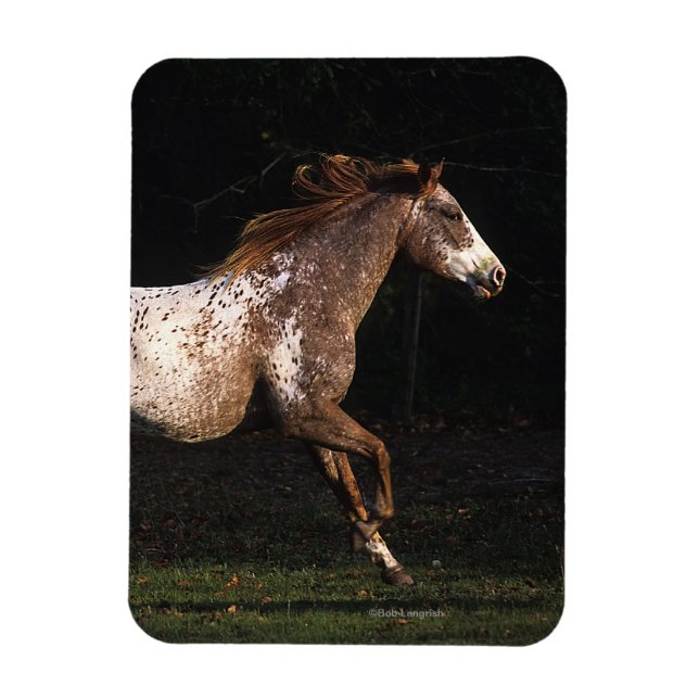 Appaloosa Pferd läuft 4 Magnet (Vertikal)