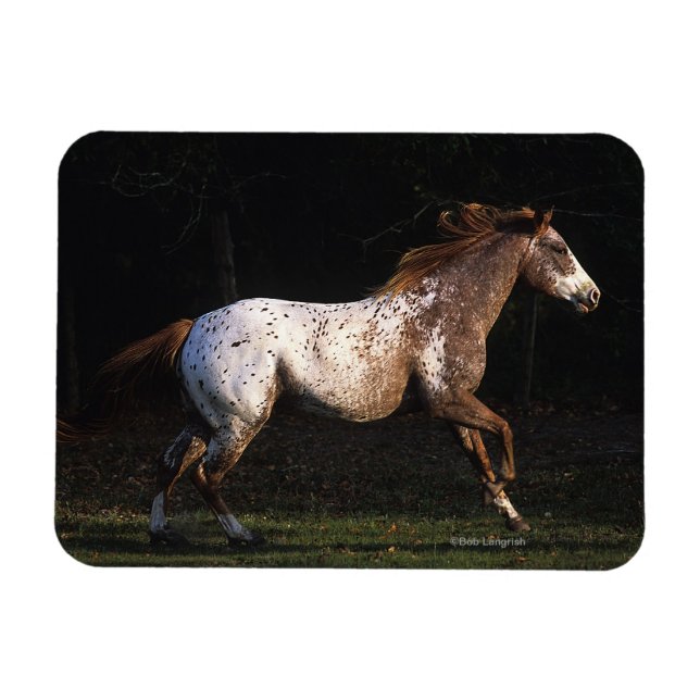 Appaloosa Pferd läuft 4 Magnet (Horizontal)