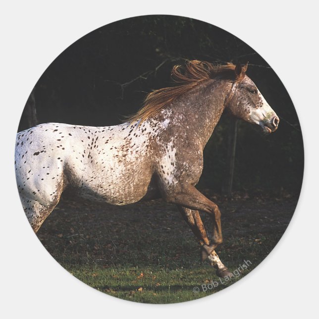 Appaloosa Pferd läuft 4 Runder Aufkleber (Vorderseite)