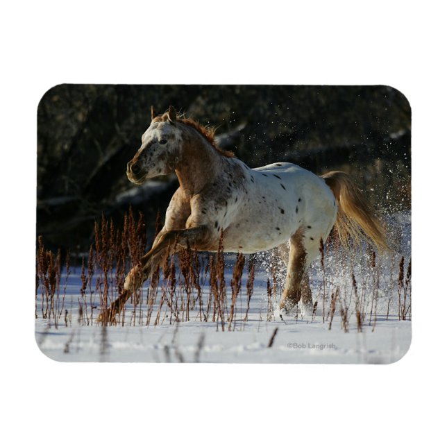 Appaloosa Pferd läuft im Schnee Magnet (Horizontal)