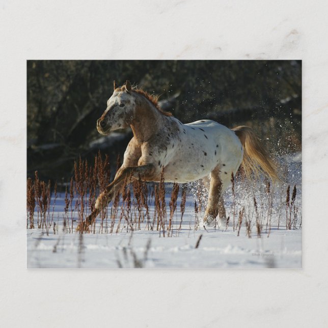 Appaloosa Pferd läuft im Schnee Postkarte (Vorderseite)