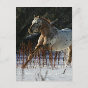 Appaloosa Pferd läuft im Schnee Postkarte
