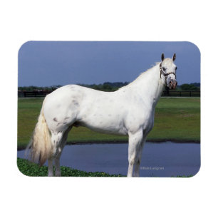 Appaloosa Pferd Magnet